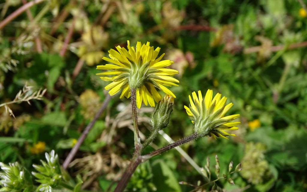 SCHN - Actualité - Botanique, pas un Pissenlit, les Crépis !